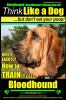 Bloodhound__bloodhound_training_AAA_AKC